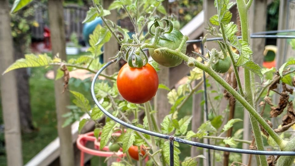 Does Growing Your Own Food Save Money? I Tracked Every Dollar